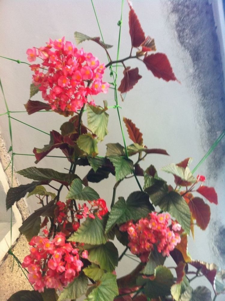 舒适|几种花吸甲醛很厉害，养上几盆，室内甲醛没了，生活更舒适！