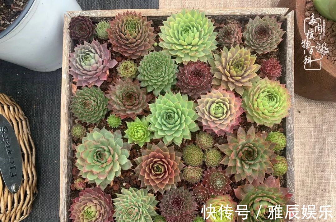 框子|这多肉拼盘这么仙!如何制作达人手把手教你制作长生草拼盘!