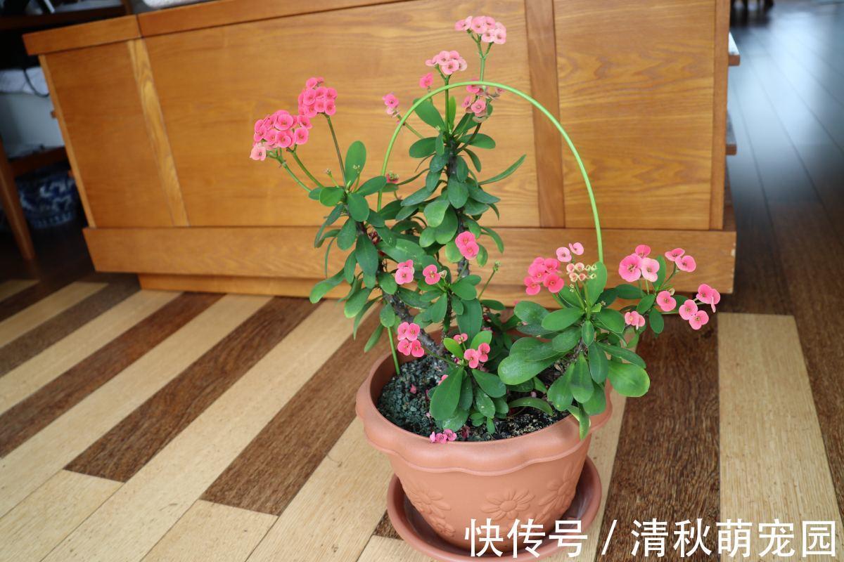 怎么让虎刺梅一年四季开花?家庭盆栽掌握住3点,满树花形如蝴蝶