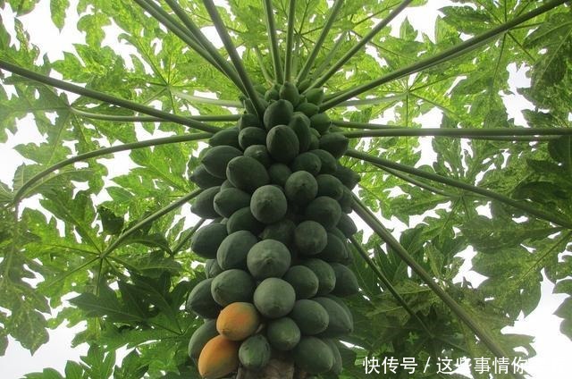 它是“百果之王”,家里种1棵,一年四季不愁吃,是菜是水果,甜