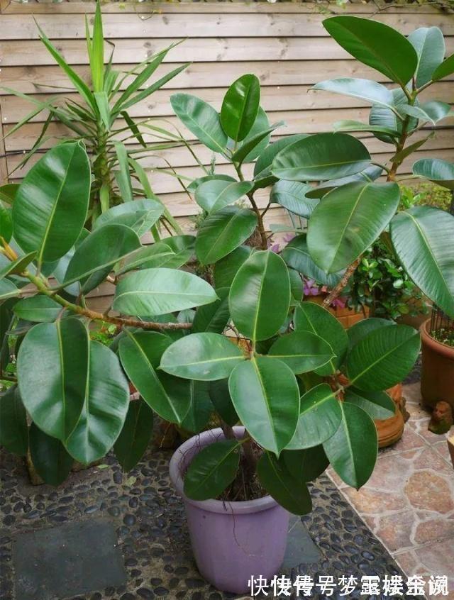 沙漠玫瑰|家里养6种花,把水浇得勤快了,容易烂根、黄叶,需要当心