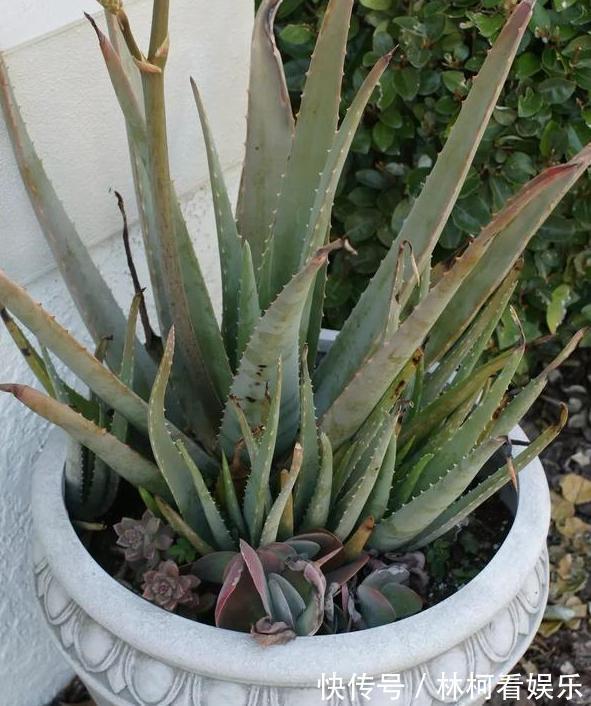多肉植物|家里盆栽4种懒人植物,不积水、不缺水,就不用再看''脸色''