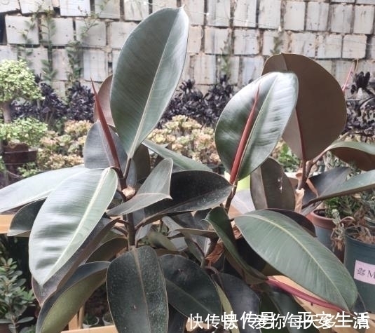 高花盆养花易“烂根”一个破纱网，一个泡沫箱，根系直接长满盆