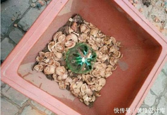 花生壳|养花土没营养5种料埋到花盆下,养啥花都旺盛,轻松爆满盆