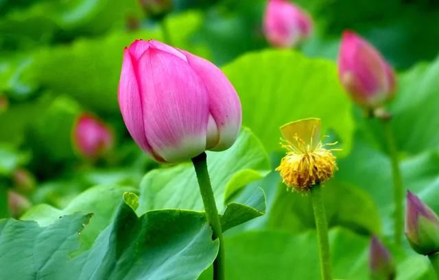 | 李白笔下的夏日究竟是什么样子的？|风雅绵州 | 荷花