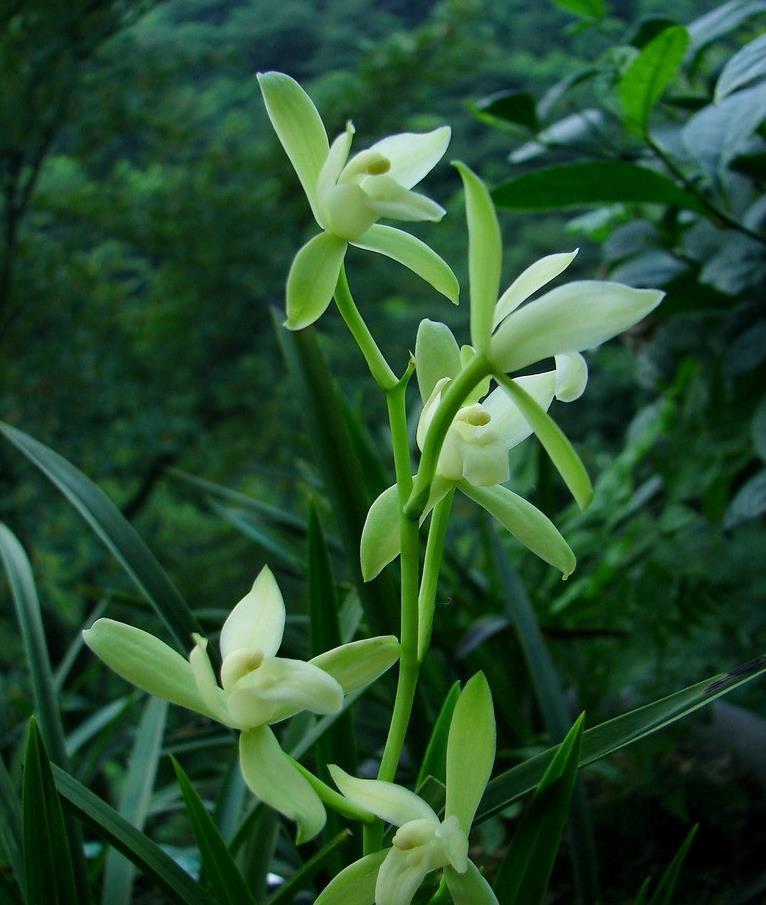 硫酸亚铁|入冬养兰有“三怕”,避开不落蕊,缀出白嫩萝卜根,绽放层叠群兰