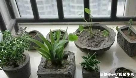 旧物|家中旧物拿来养花，1个花盆也不用买，种了满屋的花，漂亮实用
