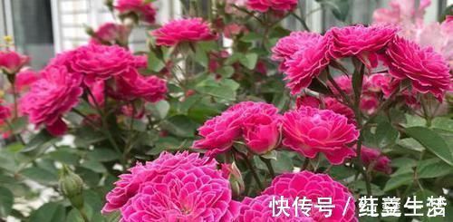 阳台|此花漂亮若牡丹,香味清新,四季开花,是阳台盆栽佳品