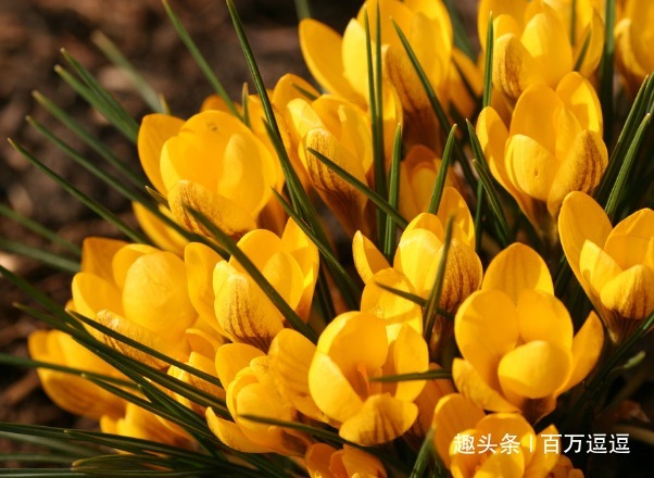 此花花朵娇柔优雅，花开时具有特异芳香，象征着真心的挂念