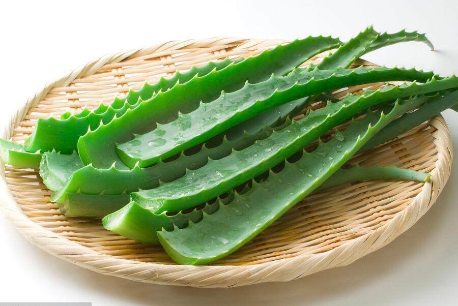 你家里有芦荟吗可惜知道的人并不多,快告诉家里人