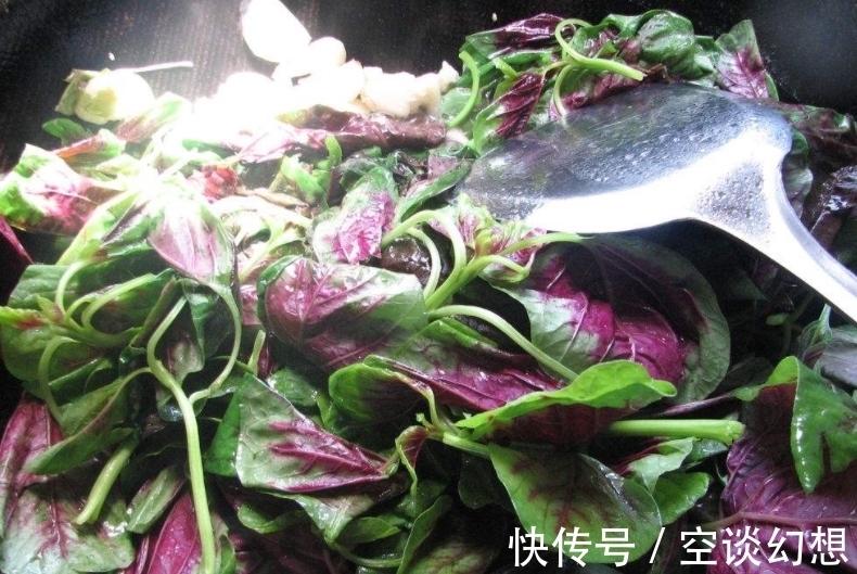 长寿菜|这种野菜一身都是宝,农民总是吃叶子,却不知根的价值才最高!