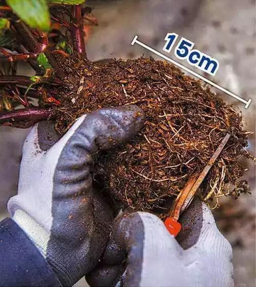 养花技巧花草换盆不懂这3点难怪换完盆就黄叶枯死