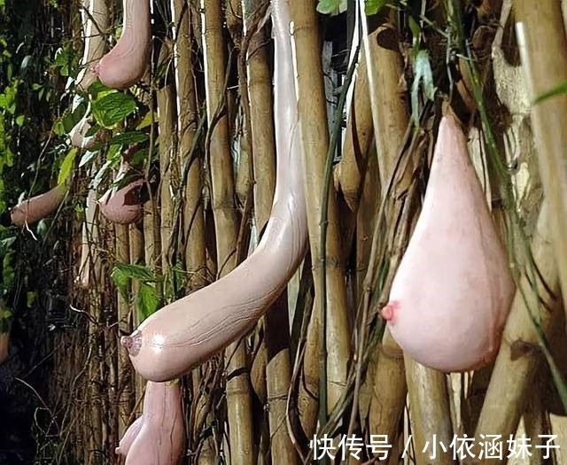 长相|盘点10种长相怪异的植物，你都见过几种？