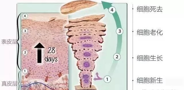 春季化妆品最佳搭配和使用方法