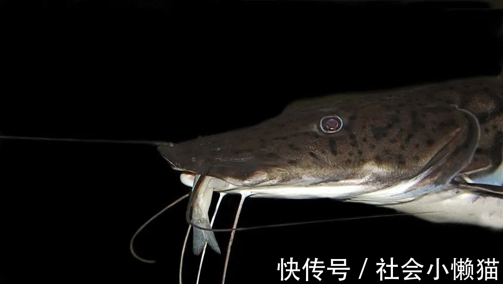 物种|珠江钓起“罕见怪鱼”，全身布满“虎皮”，可能是国家保护鱼类？