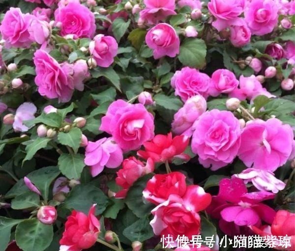 四季开花的花,我建议你养这1种,开花多多,比玫瑰和茶花都漂亮!