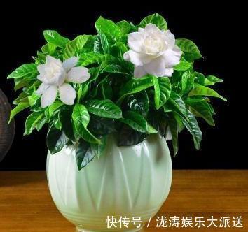 浇花|此种“开花水”，浇花很灵，花苞呼呼冒出来，比激素还管用！