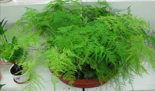  黄叶|文竹冬天做好这几件事，避免黄叶，长势茂盛，枝叶青翠