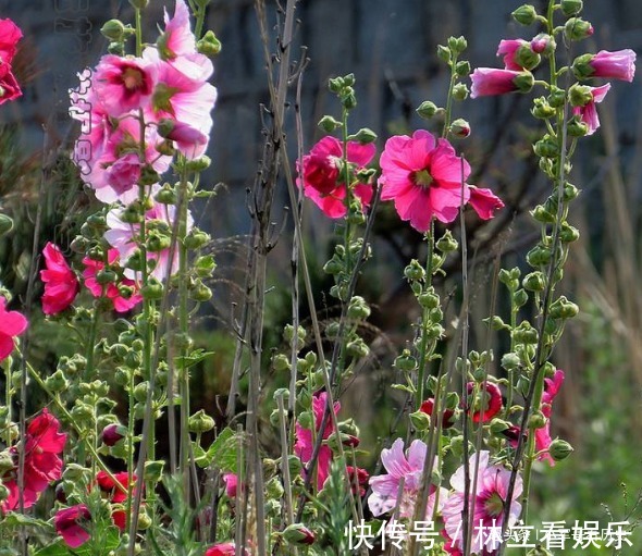 肖女|“手里留不住钱”的三生肖女，挣一个花两个，多亏晚年很富裕