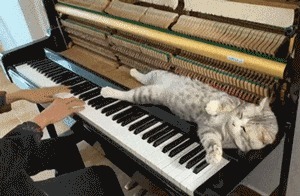 |搞笑GIF:表妹担心有人偷竹子,她每天一个人去后山点数!