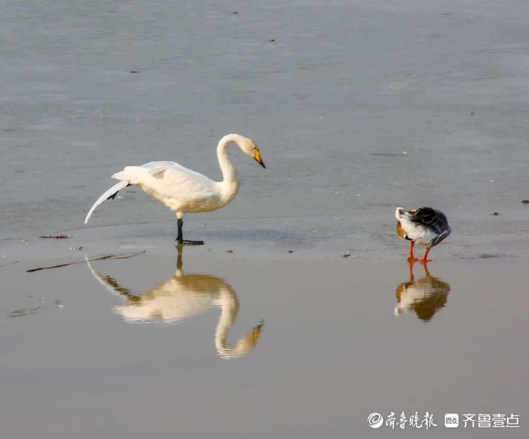 中年|鸿雁长什么样?冬日黄河沉砂池冰面上鸿雁嬉戏