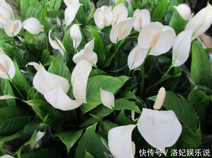 人养花,花也养人,4种花是空气卫士,养在家里一级棒