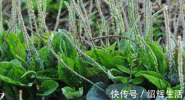 好处|每天坚持喝车前草水,时间长了会有很多好处,难怪有些人不放手!