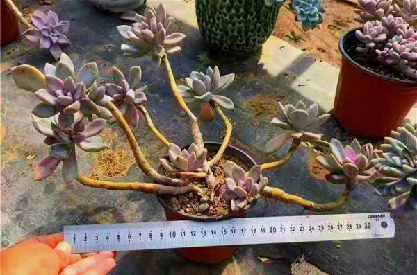 秋丽秋丽|12种值得珍藏的多肉,越老越美丽,养成老桩才值钱