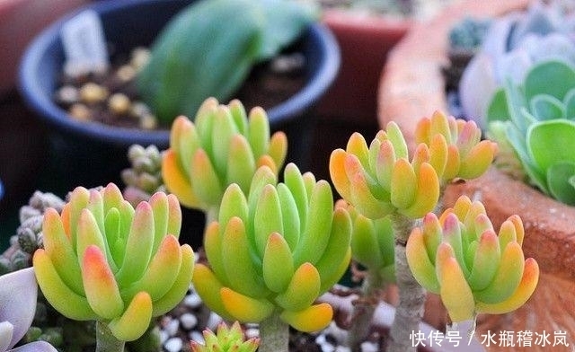 多肉|那些自带果冻色的多肉,它们可从来不让你失望!