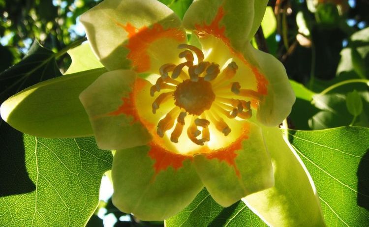 此种长得特瘦的树叶片能不断变色，花朵长得像透明的郁金香