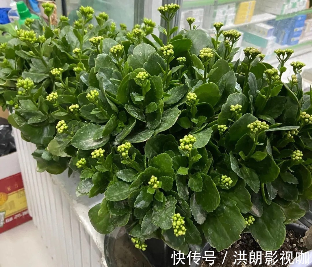 花友们|长寿花“装菜”不打花苞注意这“三点”,花苞呼呼冒花儿满枝头