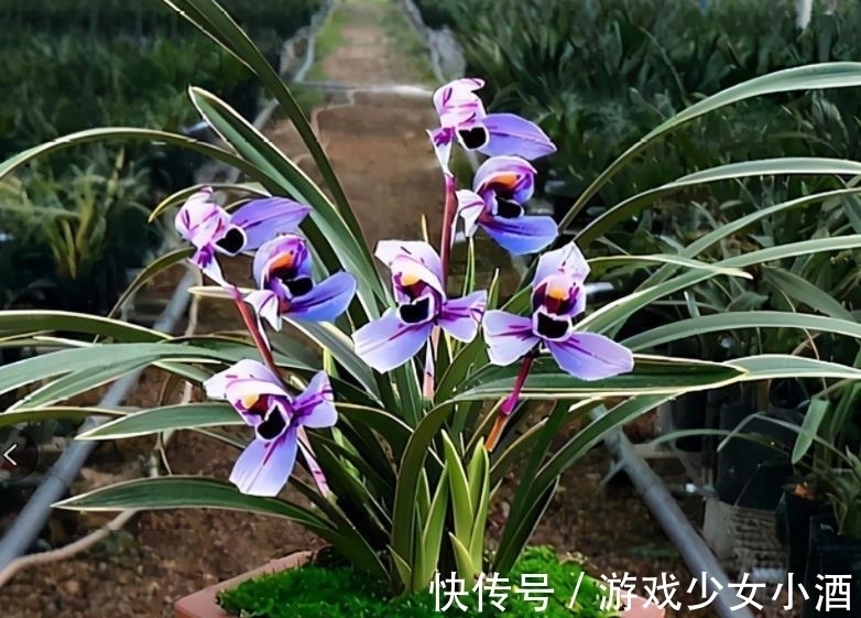 花色独一无二的“紫月荷”，梦幻奇特，花香四溢，新手花迷也能养