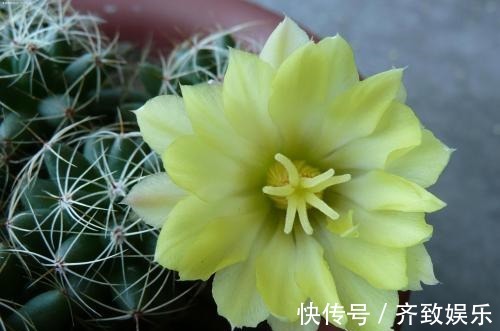 她家仙人掌从春开到冬,看得都快腻了,只因为做了这件事!