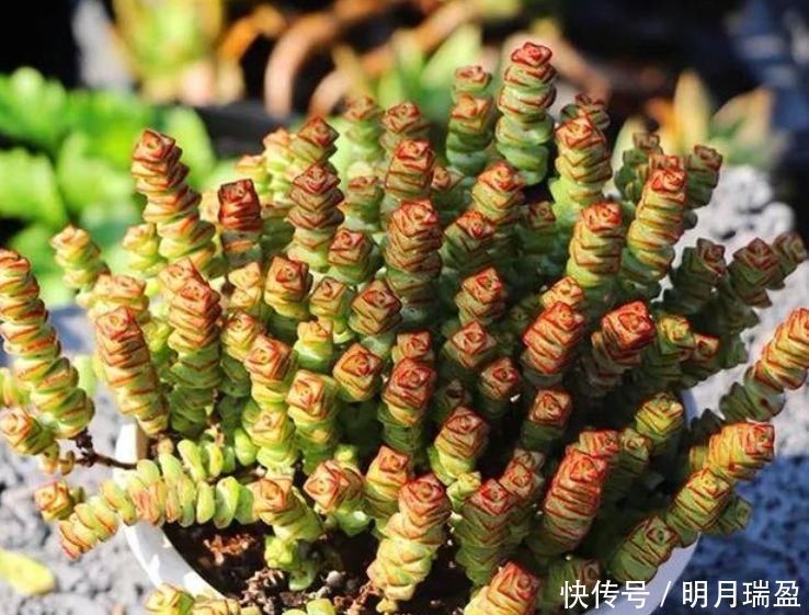 家里一定养的5种花,花开媲美玫瑰,花朵姿态万千,美