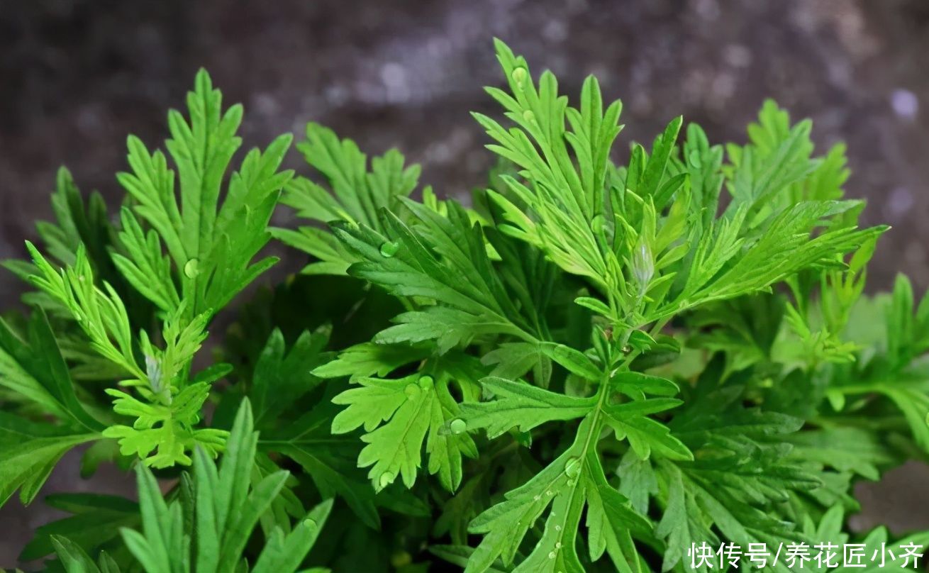 艾草|进入夏季蚊虫变多，养上几盆“驱蚊花”，不仅能观赏，还能驱蚊草