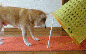 |搞笑动图:我要跟电视里的猫一起玩,跑哪去了呢?