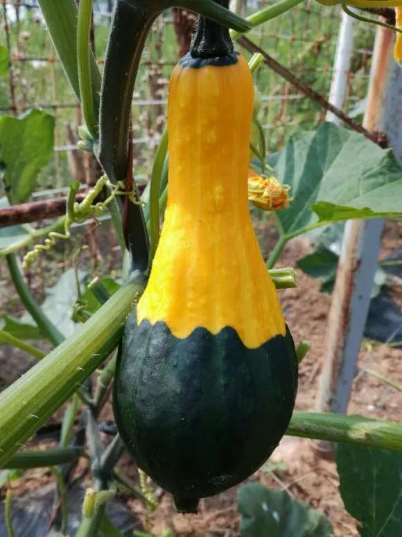 阳台种盆菜,比花还好看,结果还能吃,别提多美了