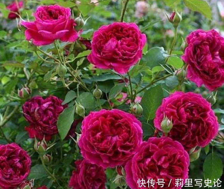 养爆|养花就选4种花,不怕热、不怕冷,开花漂亮花期长,轻松养爆盆!