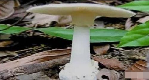 广州白云山藏世界 头号毒菇 1两就能致命 快资讯