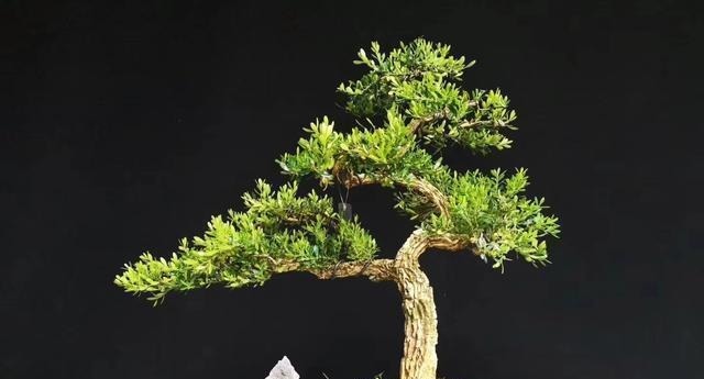 不管家中再小，一定要摆放上一盆“木中君子”
