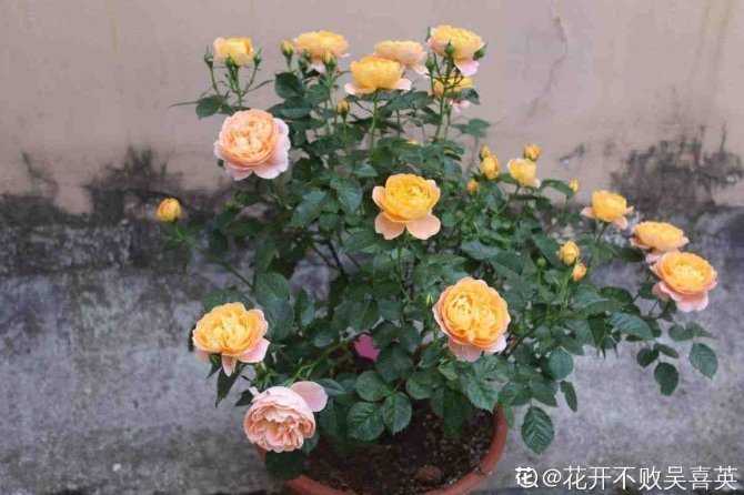 河沙才是养花万能土,家里的花,从不烂根、不黄叶