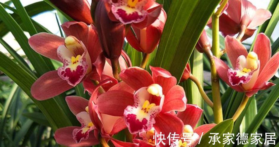 此款建兰红素自带仙气,一次能开20朵,清香四溢,值得拥有