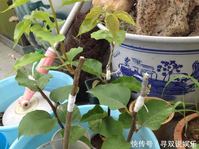 接穗|高手的扦插玩法,把以下三角梅养得这么好,只见开花不见叶