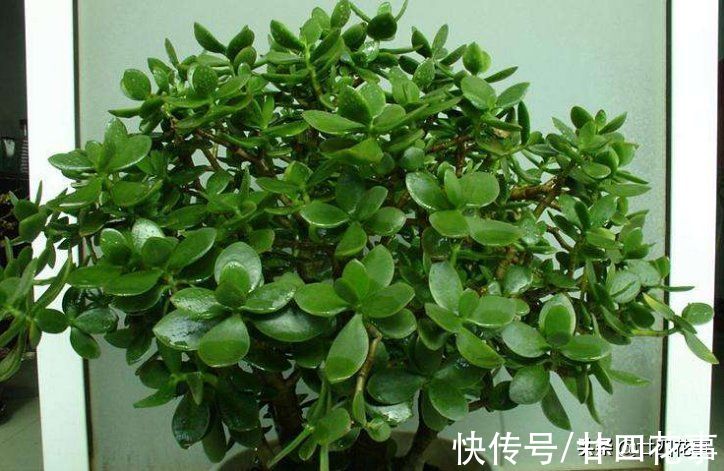 烂根|7种花“怕水”,浇水多死得快,管不住手的话,再有钱也别养