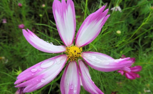 月季花|夏季养花的3个误区,来了解一下,别夏季还没结束,就剩下空盆了