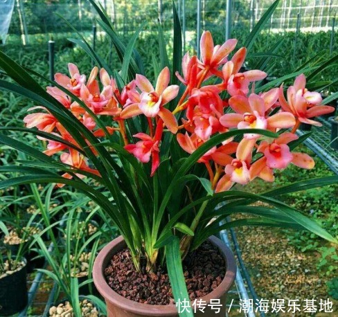 满盆大白根|养兰花做到2点，才能不空根烂根，叶片油绿，满盆大白根