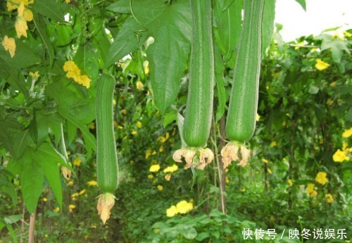 常吃丝瓜对身体好,但丝瓜不能与一物同吃,爱吃的人得忌口了!