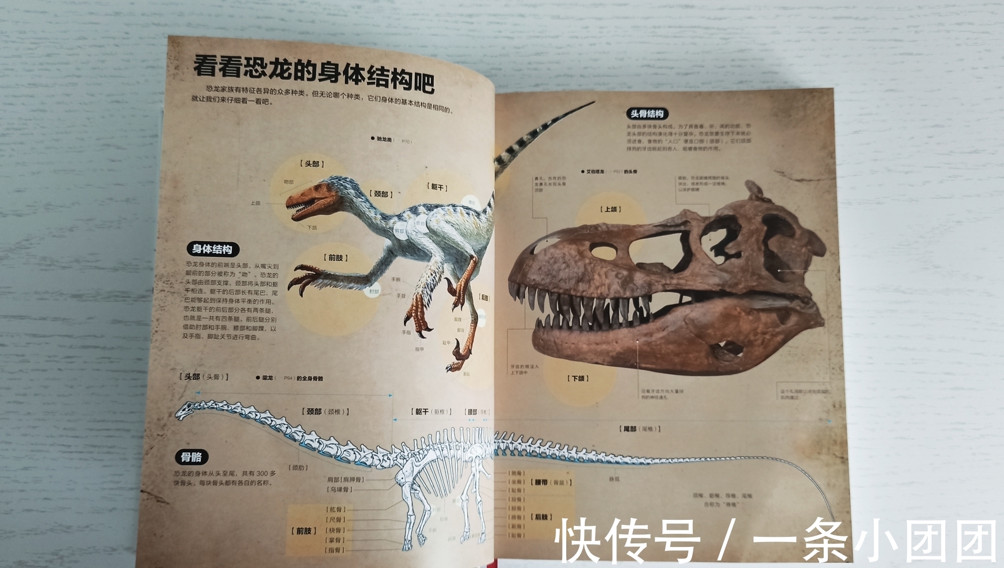 哆啦a梦#一本关于恐龙的百科书,让孩子爱上恐龙的世界