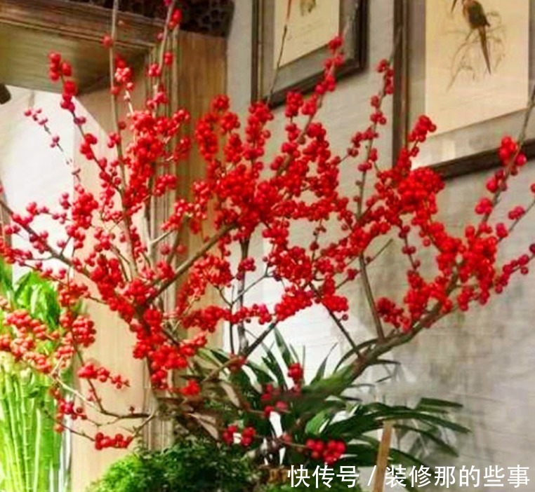 聪明人都养4种花，吉祥又喜庆，开花红红火火，旺财又旺运！