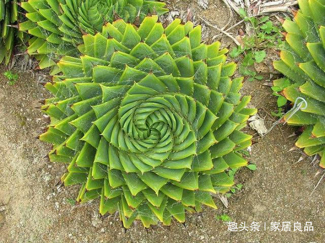 品种|单价“过万”的芦荟，家里养一盆，能活“60年”，花友都想要